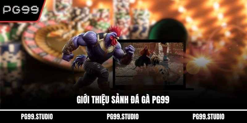 Giới thiệu sảnh đá gà PG99